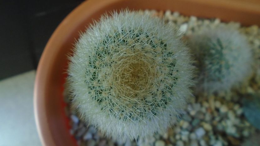 Mammillaria pilcayensis chrysodactyla - Cactusi 2020 - catalogare 3