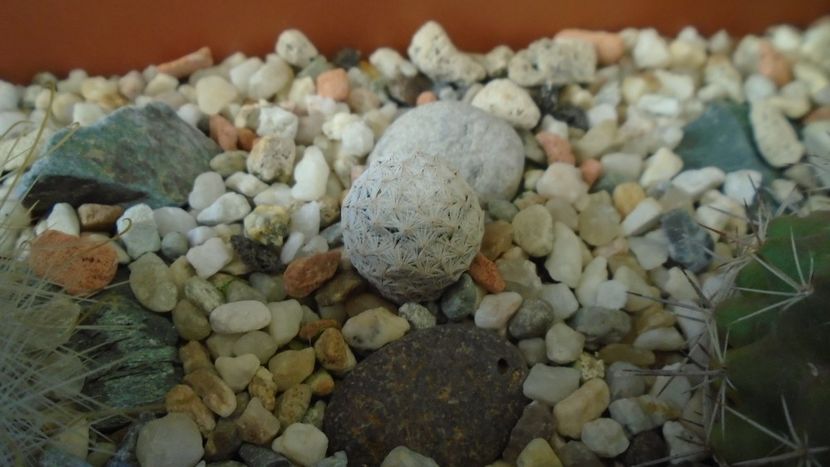 Mammillaria herrerae - Cactusi 2020 - catalogare 3