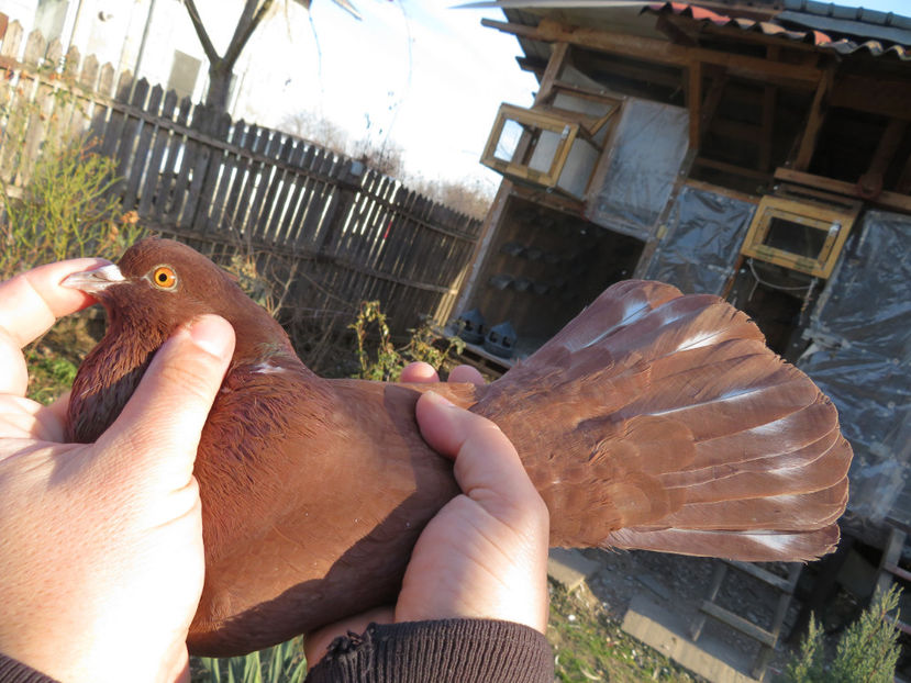  - Zburători Roșii de Târgoviște - porumbei matcă