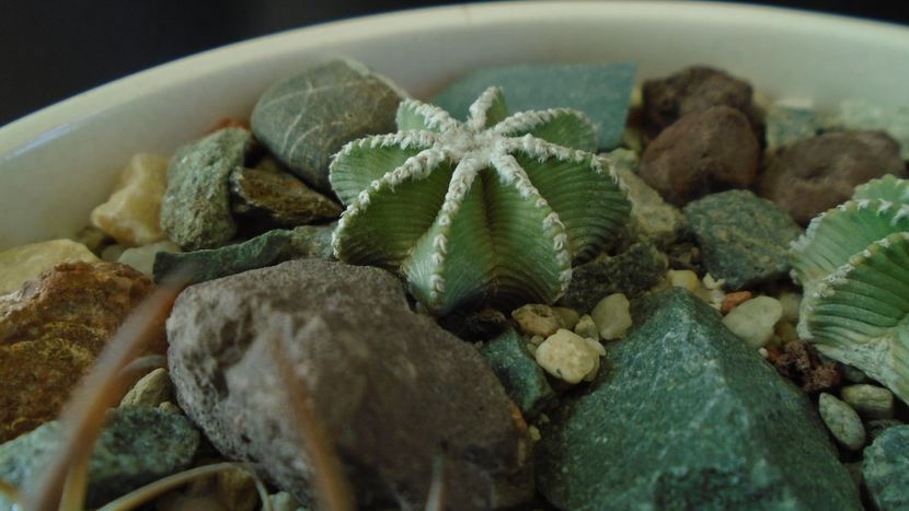 Aztekium hintonii (2 ex.) - Cactusi 2020 - catalogare 3