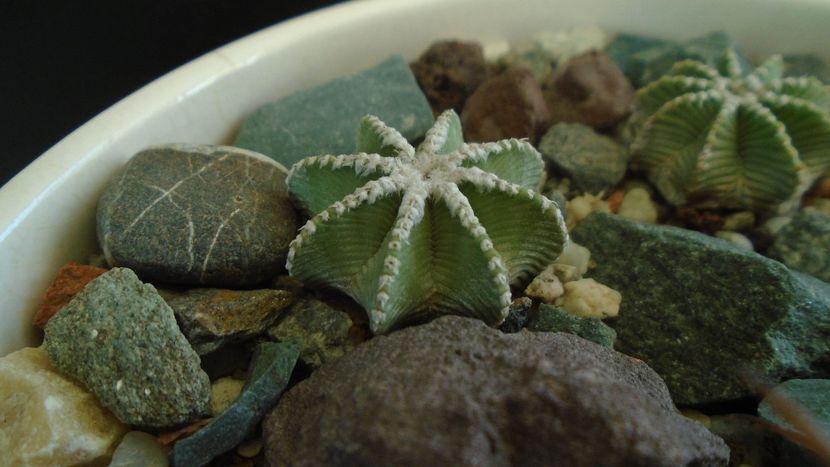 Aztekium hintonii (2 ex.) - Cactusi 2020 - catalogare 3