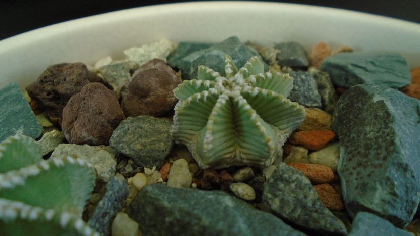 Aztekium hintonii (2 ex.) - Cactusi 2020 - catalogare 3