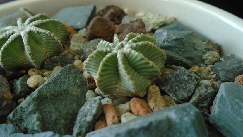 Aztekium hintonii (2 ex.) - Cactusi 2020 - catalogare 3