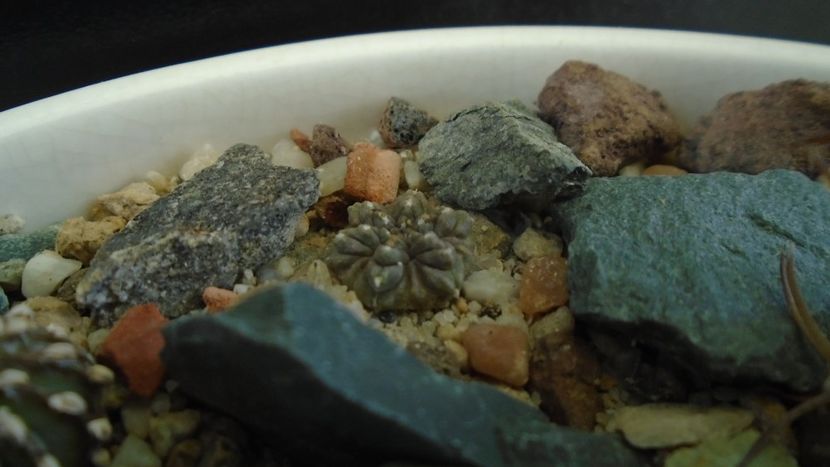 Aztekium ritteri - Cactusi 2020 - catalogare 3