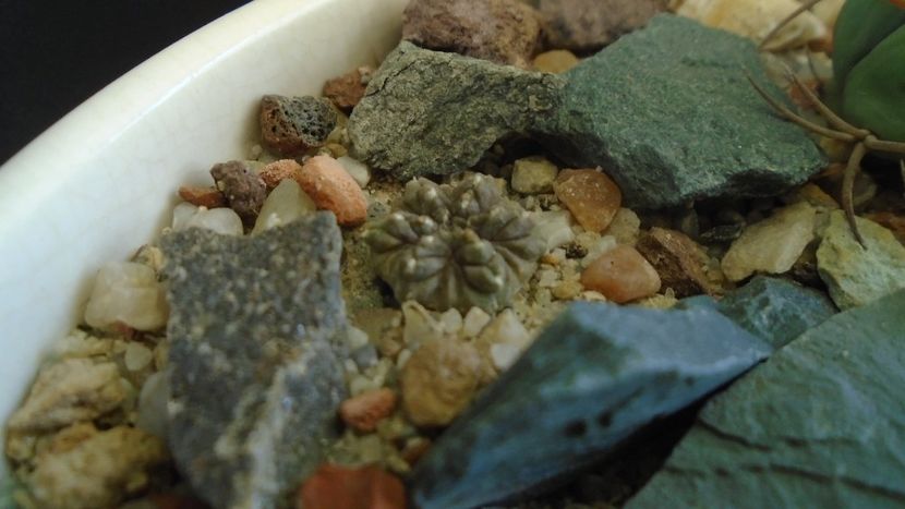 Aztekium ritteri - Cactusi 2020 - catalogare 3