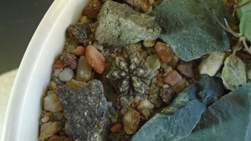 Aztekium ritteri - Cactusi 2020 - catalogare 3