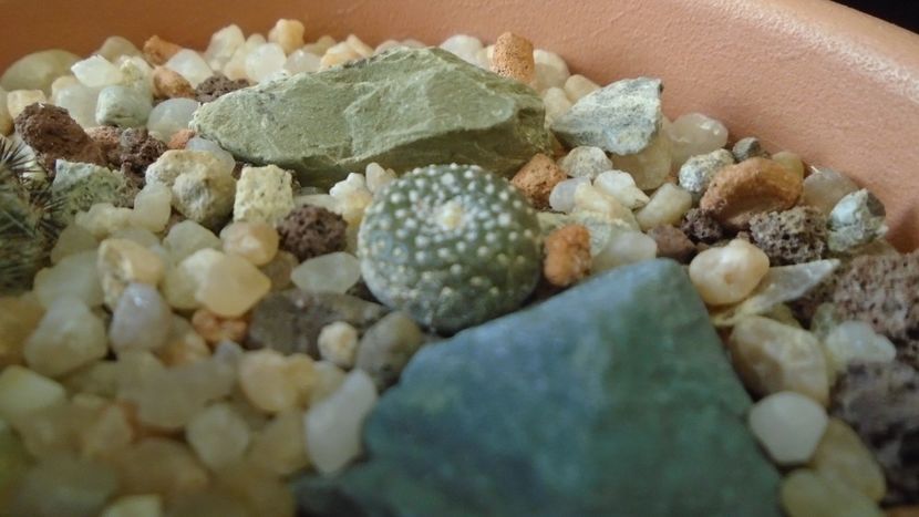 Blossfeldia liliputana - Cactusi 2020 - catalogare 3