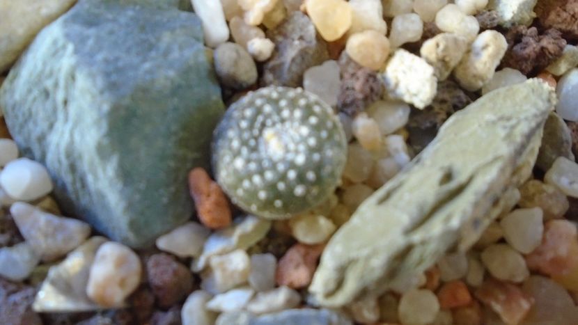 Blossfeldia liliputana - Cactusi 2020 - catalogare 3
