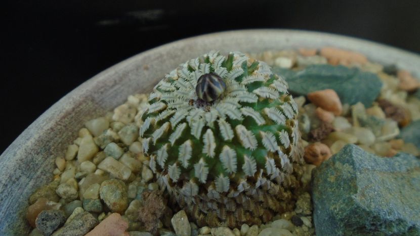 Turbinicarpus pseudopectinatus - Cactusi 2020 evolutie