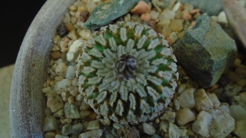 Turbinicarpus pseudopectinatus - Cactusi 2020 evolutie