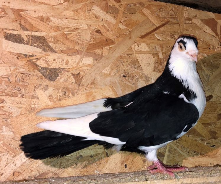 717  mascul  2017 - B - perechi 2022