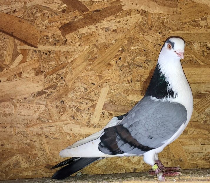 2047  mascul  2017 - Plecați ALBUM 3