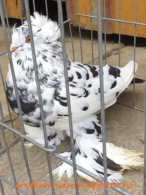 vândută Cugir - Porumbei VÂNDUȚI