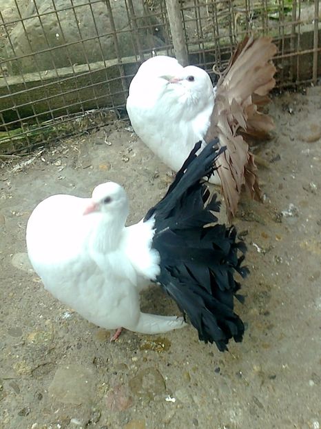 fotografie2457_001 - L ___ DE VANZARE 2019