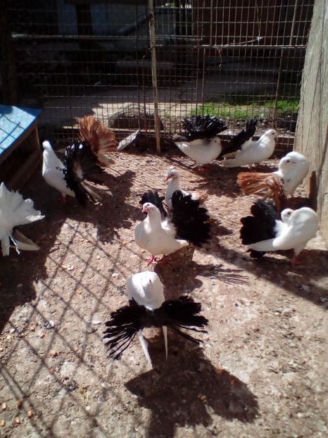  - L ___ DE VANZARE 2019