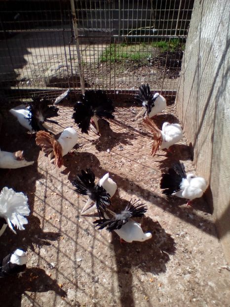  - L ___ DE VANZARE 2019