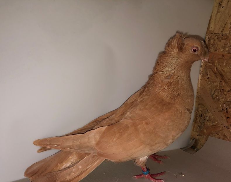 7115  femelă  2018 - Plecați ALBUM 3