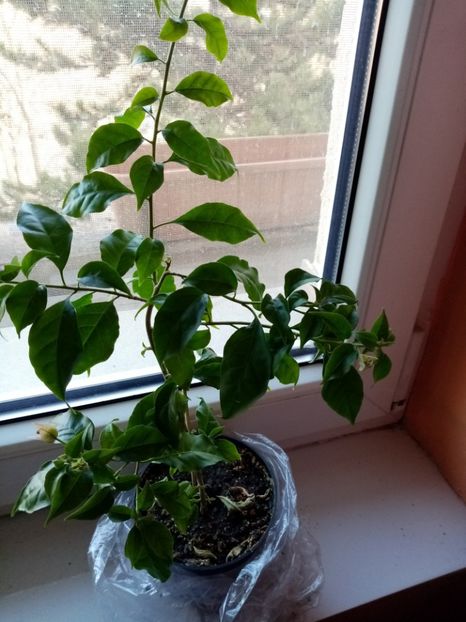 Buga mov - Ianuarie 2o20