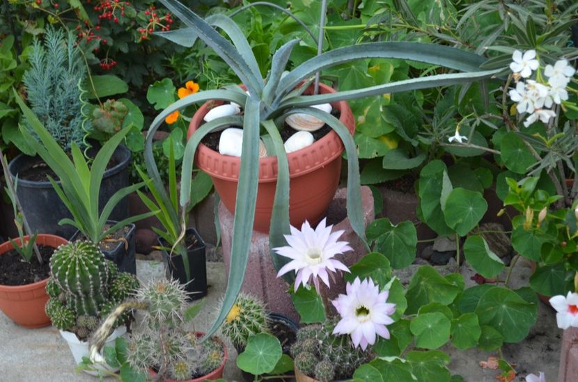  - suculente si cactusi