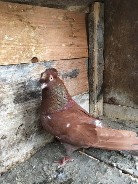 1B2BE960-9ADD-466C-BA19-5BC6E1646449 - vanduti