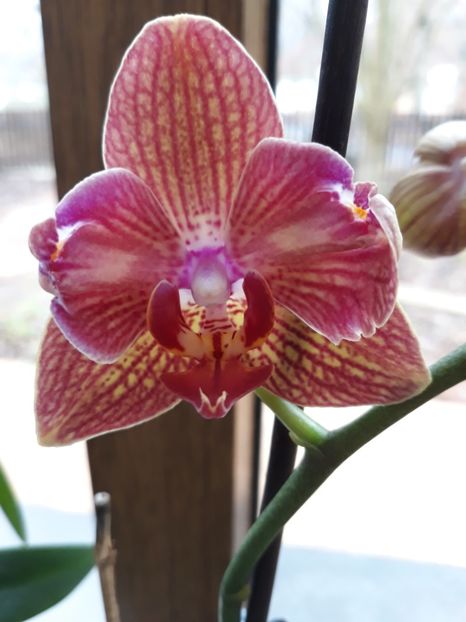  - 2 Orhidee Phalenopsis