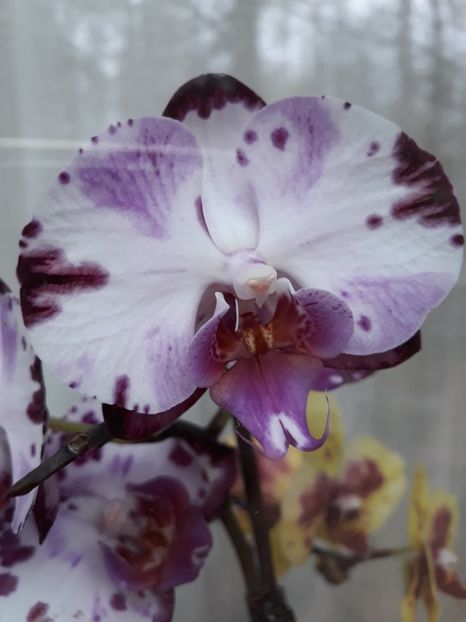  - 2 Orhidee Phalenopsis
