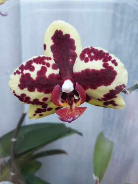  - 2 Orhidee Phalenopsis