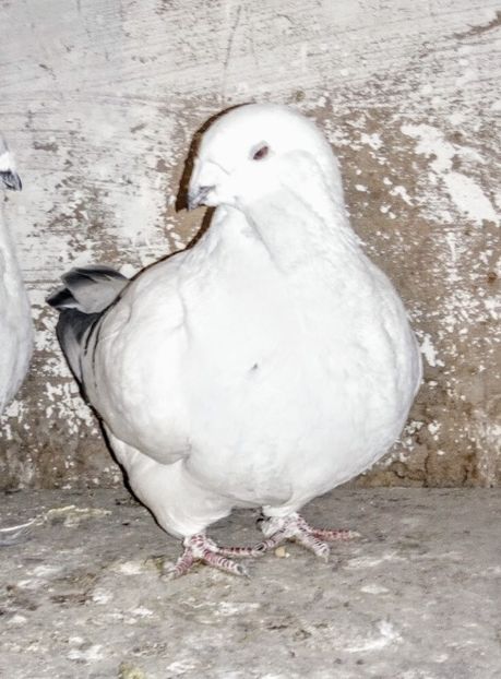  - - A - A - A - PROIECT INCHEIAT