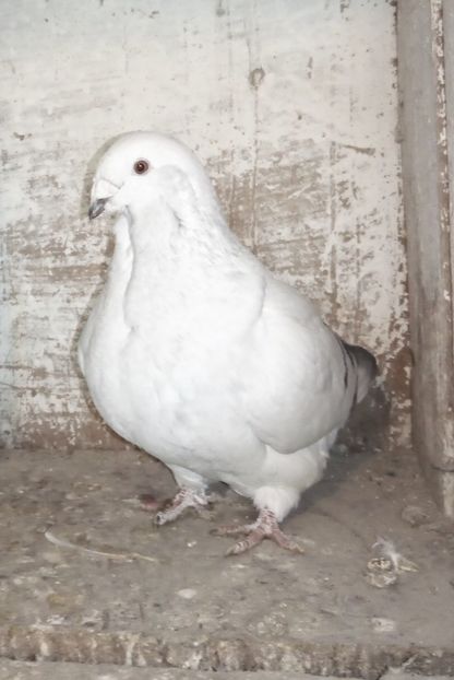  - - A - A - A - PROIECT INCHEIAT