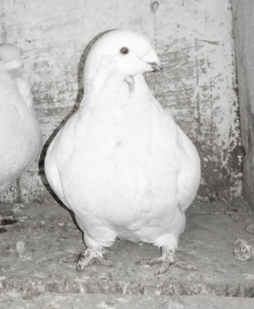  - - A - A - A - PROIECT INCHEIAT