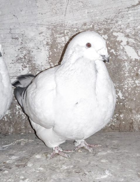  - - A - A - A - PROIECT INCHEIAT