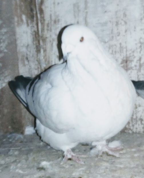  - - A - A - A - PROIECT INCHEIAT