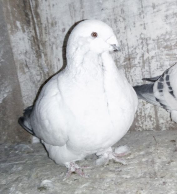  - - A - A - A - PROIECT INCHEIAT