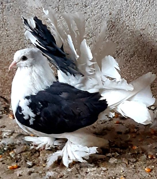  - Voltati indieni matca 2020