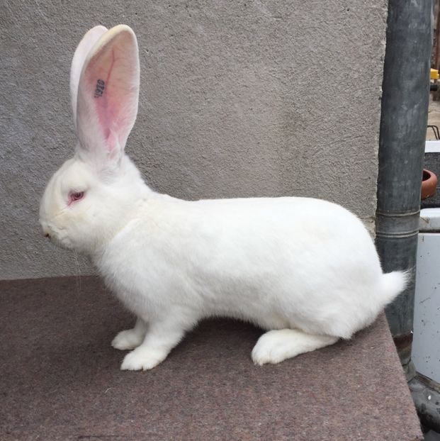 77C3937C-3C44-4615-9EFE-FCB2A3FEFEEC - RO 8-4910