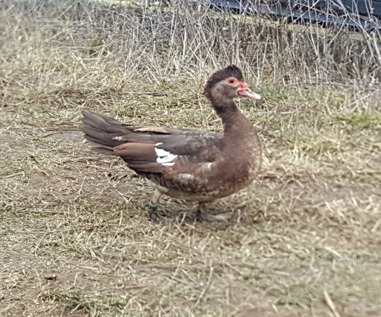  - 0001 rate lesesti matca 2020 lot 2