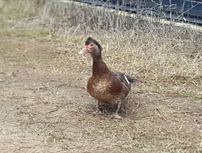  - 0001 rate lesesti matca 2020 lot 2