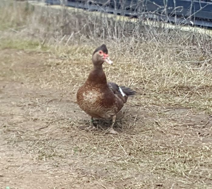  - 0001 rate lesesti matca 2020 lot 2