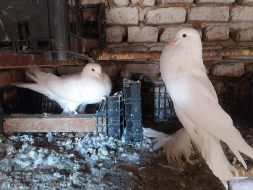  - Matca Gusat de Pomerania pe 2020