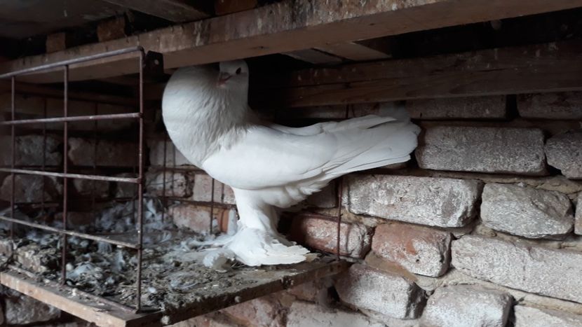  - Matca Gusat de Pomerania pe 2020