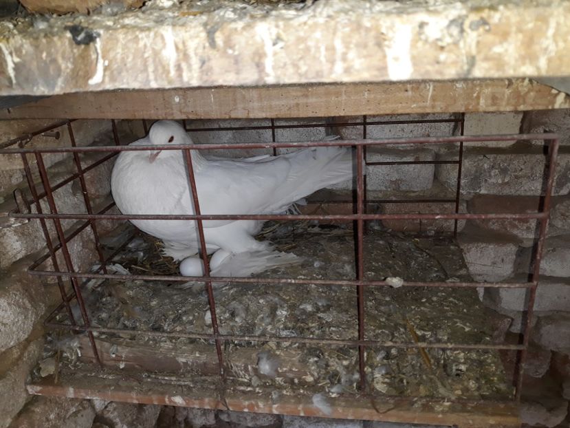  - Matca Gusat de Pomerania pe 2020