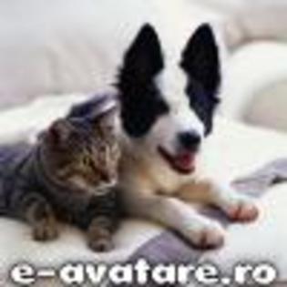 avatare_gratuite_2419647674885f0937592e4.08201885 - Animale
