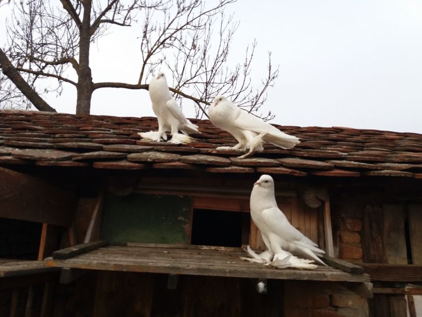  - Matca Gusat de Pomerania pe 2020