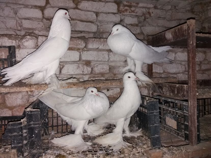  - Matca Gusat de Pomerania pe 2020