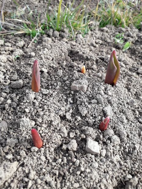  - AAAA_LALELE 2019_2020_2022_2023