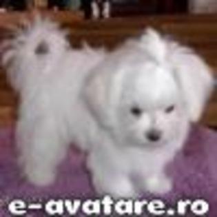 avatare_gratuite_539245050488653c0308b81.16117846 - Animale