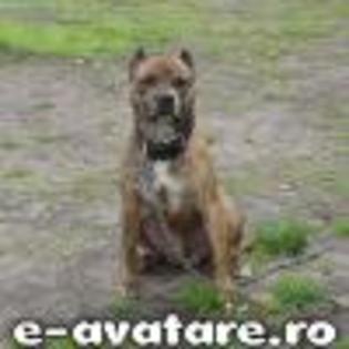 avatare_gratuite_1679113403488719fee73737.48102753 - Animale