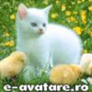 avatare_gratuite_5665348249522003960710.41708641 - Animale