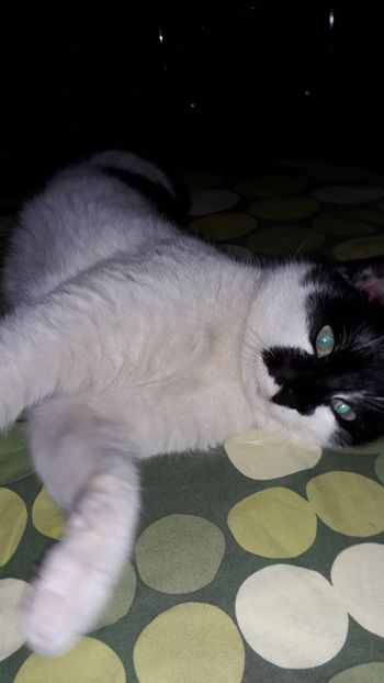 Felix - Tomy