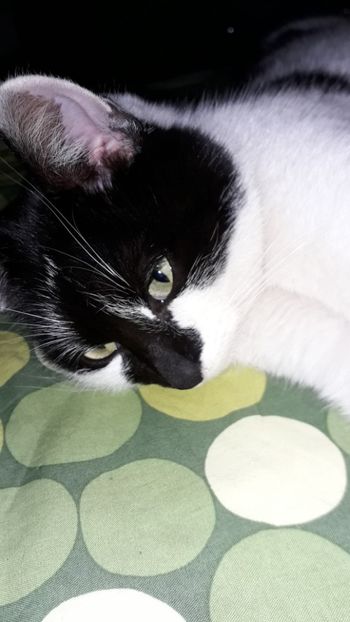Felix - Tomy